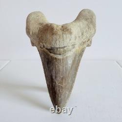 Otodus sokolovi Shark Tooth Fossil Large 7.8CM Megalodon Lineage Morocco