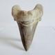 Otodus Sokolovi Shark Tooth Fossil Large 7.8cm Megalodon Lineage Morocco
