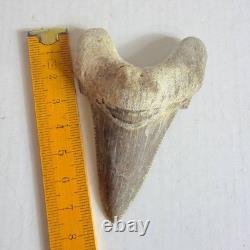 Otodus sokolovi Shark Tooth Fossil Large 7.8CM Megalodon Lineage Morocco
