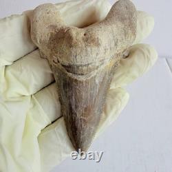 Otodus sokolovi Shark Tooth Fossil Large 7.8CM Megalodon Lineage Morocco