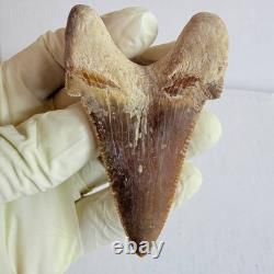 Otodus sokolovi Shark Tooth Fossil Large 7.8CM Megalodon Lineage Morocco