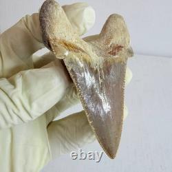 Otodus sokolovi Shark Tooth Fossil Large 7.8CM Megalodon Lineage Morocco