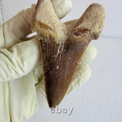 Otodus sokolovi Shark Tooth Fossil Large 7.8CM Megalodon Lineage Morocco