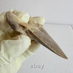 Otodus sokolovi Shark Tooth Fossil Large 7.8CM Megalodon Lineage Morocco