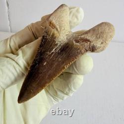 Otodus sokolovi Shark Tooth Fossil Large 7.8CM Megalodon Lineage Morocco