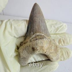Otodus sokolovi Shark Tooth Fossil Large 7.8CM Megalodon Lineage Morocco
