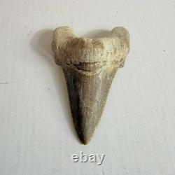 Otodus sokolovi Shark Tooth Fossil Large 7.8CM Megalodon Lineage Morocco