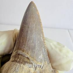 Otodus sokolovi Shark Tooth Fossil Large 7.8CM Megalodon Lineage Morocco
