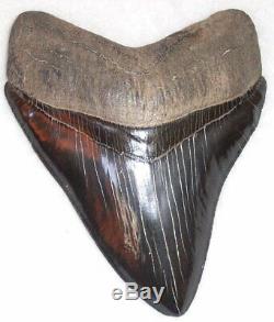 Outstanding Collector Quality 5 1/8 Fossil MEGALODON Shark Tooth