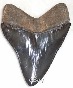 Outstanding Collector Quality 5 1/8 Fossil MEGALODON Shark Tooth