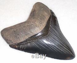 Outstanding Collector Quality 5 1/8 Fossil MEGALODON Shark Tooth