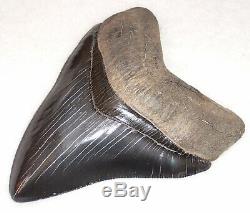 Outstanding Collector Quality 5 1/8 Fossil MEGALODON Shark Tooth