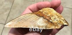 PATHOLOGICAL 4.70 x 3.22 Indonesian Megalodon Lower Shark Tooth Fossil