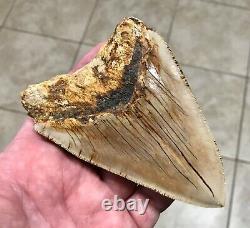 PATHOLOGICAL 4.70 x 3.22 Indonesian Megalodon Lower Shark Tooth Fossil