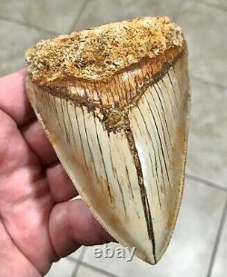 PATHOLOGICAL 4.70 x 3.22 Indonesian Megalodon Lower Shark Tooth Fossil