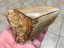 PATHOLOGICAL 4.70 x 3.22 Indonesian Megalodon Lower Shark Tooth Fossil