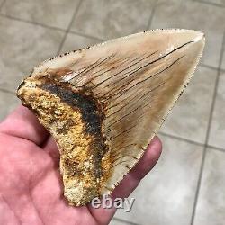 PATHOLOGICAL 4.70 x 3.22 Indonesian Megalodon Lower Shark Tooth Fossil