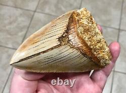 PATHOLOGICAL 4.70 x 3.22 Indonesian Megalodon Lower Shark Tooth Fossil