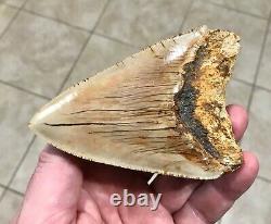 PATHOLOGICAL 4.70 x 3.22 Indonesian Megalodon Lower Shark Tooth Fossil