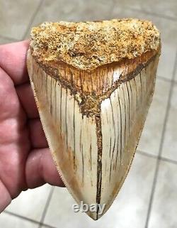 PATHOLOGICAL 4.70 x 3.22 Indonesian Megalodon Lower Shark Tooth Fossil