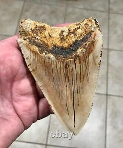 PATHOLOGICAL 4.70 x 3.22 Indonesian Megalodon Lower Shark Tooth Fossil