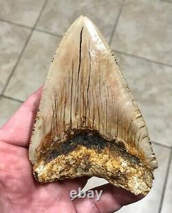 PATHOLOGICAL 4.70 x 3.22 Indonesian Megalodon Lower Shark Tooth Fossil