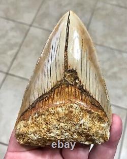 PATHOLOGICAL 4.70 x 3.22 Indonesian Megalodon Lower Shark Tooth Fossil