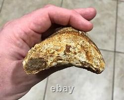 PATHOLOGICAL 4.70 x 3.22 Indonesian Megalodon Lower Shark Tooth Fossil