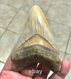 PEACHES & CREAM 4.21 x 3.02 Indonesian Megalodon Shark Tooth Fossil