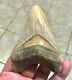 Peaches & Cream 4.21 X 3.02 Indonesian Megalodon Shark Tooth Fossil