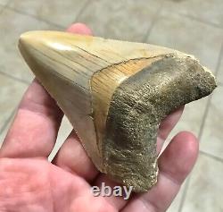 PEACHES & CREAM 4.21 x 3.02 Indonesian Megalodon Shark Tooth Fossil