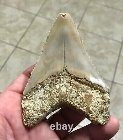 PEACHES & CREAM 4.21 x 3.02 Indonesian Megalodon Shark Tooth Fossil