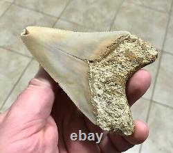 PEACHES & CREAM 4.21 x 3.02 Indonesian Megalodon Shark Tooth Fossil