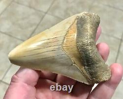 PEACHES & CREAM 4.21 x 3.02 Indonesian Megalodon Shark Tooth Fossil