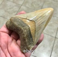 PEACHES & CREAM 4.21 x 3.02 Indonesian Megalodon Shark Tooth Fossil