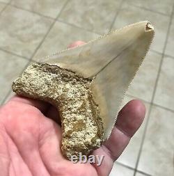 PEACHES & CREAM 4.21 x 3.02 Indonesian Megalodon Shark Tooth Fossil