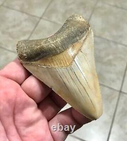 PEACHES & CREAM 4.21 x 3.02 Indonesian Megalodon Shark Tooth Fossil