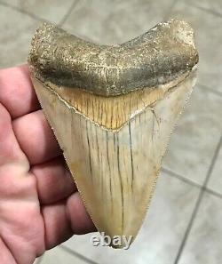 PEACHES & CREAM 4.21 x 3.02 Indonesian Megalodon Shark Tooth Fossil