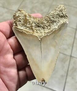 PEACHES & CREAM 4.21 x 3.02 Indonesian Megalodon Shark Tooth Fossil