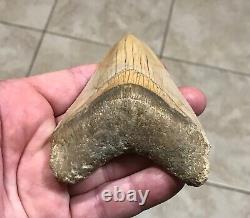 PEACHES & CREAM 4.21 x 3.02 Indonesian Megalodon Shark Tooth Fossil