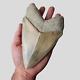Perfect Giant Megalodon Shark Tooth? 6,29 Inch? Miocene / Museum Specimen