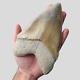 Perfect Giant Megalodon Shark Tooth 6,29 Inch Miocene / Museum Specimen