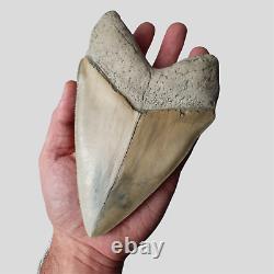 PERFECT GIANT MEGALODON Shark Tooth? 6,29 INCH? Miocene / MUSEUM SPECIMEN