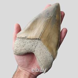 PERFECT GIANT MEGALODON Shark Tooth 6,29 INCH Miocene / MUSEUM SPECIMEN