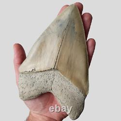 PERFECT GIANT MEGALODON Shark Tooth? 6,29 INCH? Miocene / MUSEUM SPECIMEN