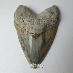 PERFECT GIANT MEGALODON Shark Tooth? 6,29 INCH? Miocene / MUSEUM SPECIMEN