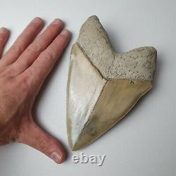 PERFECT GIANT MEGALODON Shark Tooth? 6,29 INCH? Miocene / MUSEUM SPECIMEN