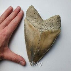 PERFECT GIANT MEGALODON Shark Tooth 6,29 INCH Miocene / MUSEUM SPECIMEN