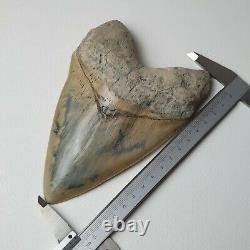 PERFECT GIANT MEGALODON Shark Tooth? 6,29 INCH? Miocene / MUSEUM SPECIMEN