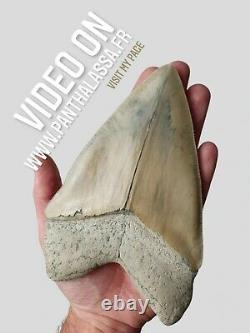 PERFECT GIANT MEGALODON Shark Tooth? 6,29 INCH? Miocene / MUSEUM SPECIMEN